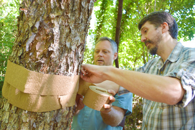 NC State professor Dr. Steve Frank, right, and university arborist Mark Davin wrap a tree with cankerworm banding.