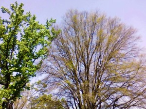 The impact of cankerworms near campus is clearly seen in this defoliated tree on the right as compared to a healthy tree on the left.
