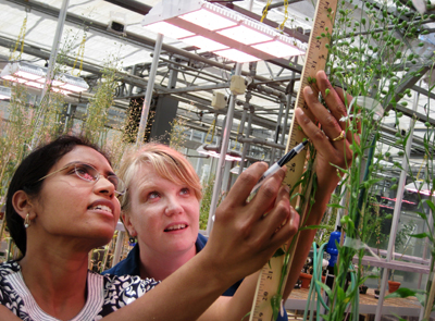 Under the glow of new energy-efficient LED grow lights, post doc researcher Roopa Yalamanchili, left, and greenhouse technician Jennifer Swift measure growth of the camelina plant, which is being researched for use as jet biofuel. 