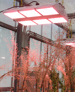 These LED greenhouse lights use just 35 percent of the energy consumed by traditional metal halide lamps.