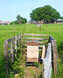 Sandwiched between pasture and a pond, the apiary is home to one hive of honey bees that provide additional pollination for that area of campus.