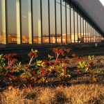 greenroof