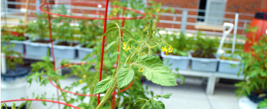 roofside-garden-Wolf-Ridge