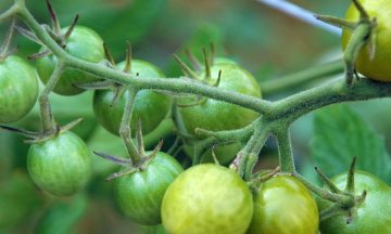 green tomatoes growing on vine