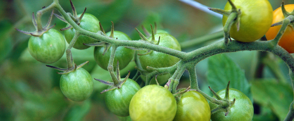 green tomatoes growing on vine