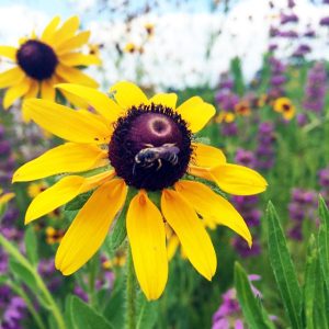 Black-eyed susans are popular among bees. Photo courtesy of Dr. Danesha Seth-Carley