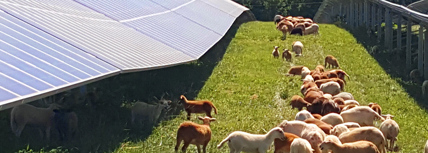 Sheep graze right beside a series of solar panels.