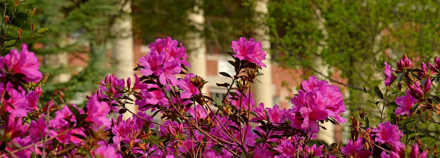 pink flowers in front of NC State campus building