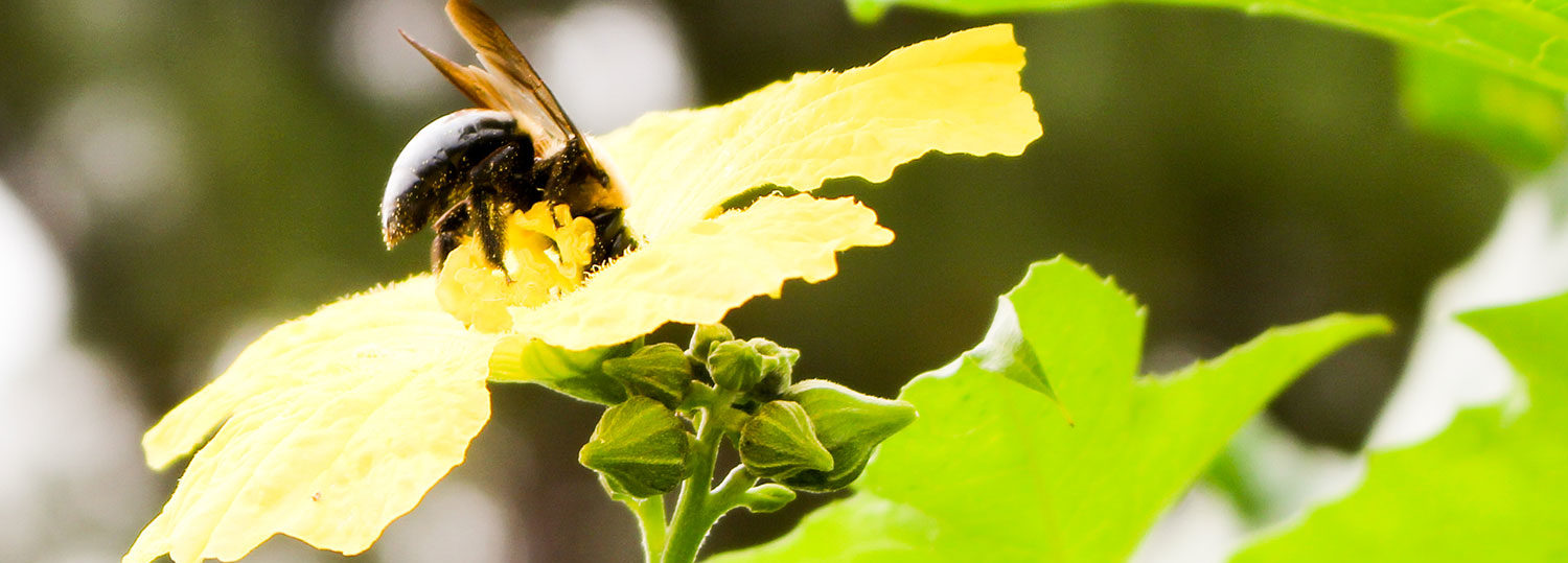 bee hovers over yellow flower