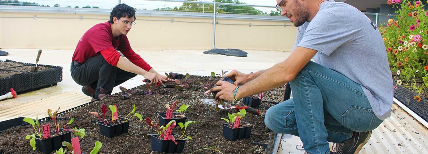 NC State horticultural science students plant fall seedlings on Talley Student Union's rooftop garden.