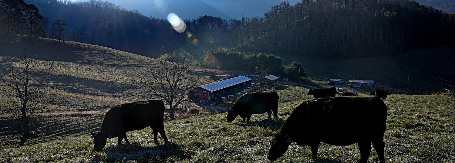 Three cows grazing, with mountains in the background