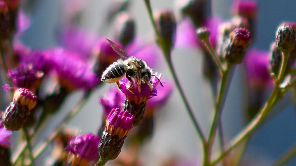 Bee on purple flower.