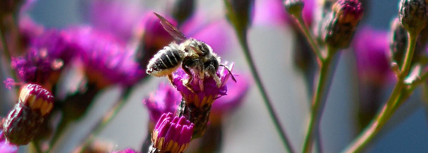 Bee on purple flower.