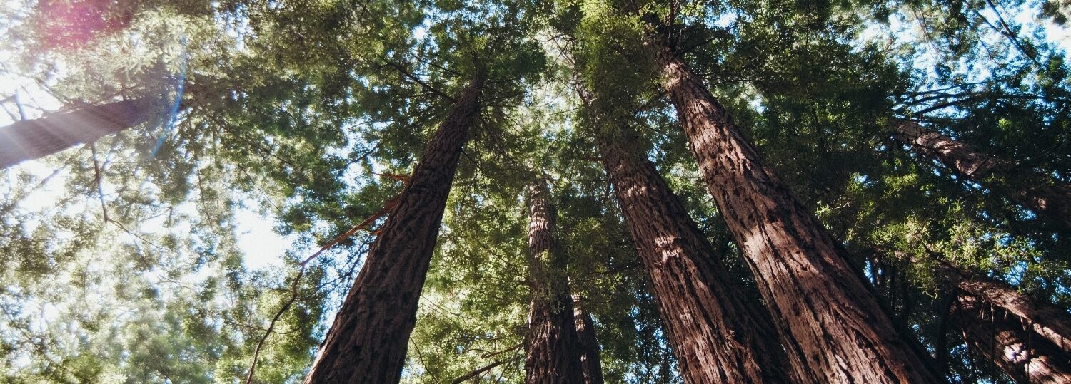 Muir Woods - Historic Discrimination to Blame for Diversity Gap in US Parks, Expert Says - College of Natural Resources News - NC State University