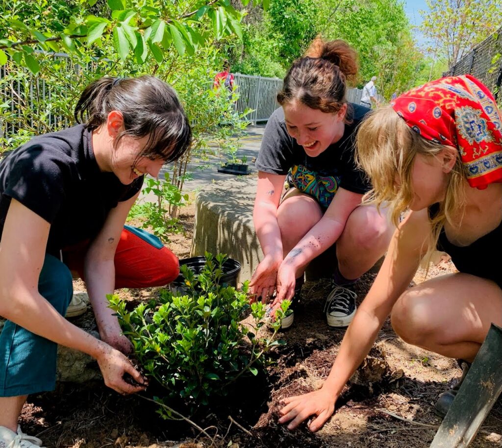 A group of students work together to plant a bush in the new learning garden.