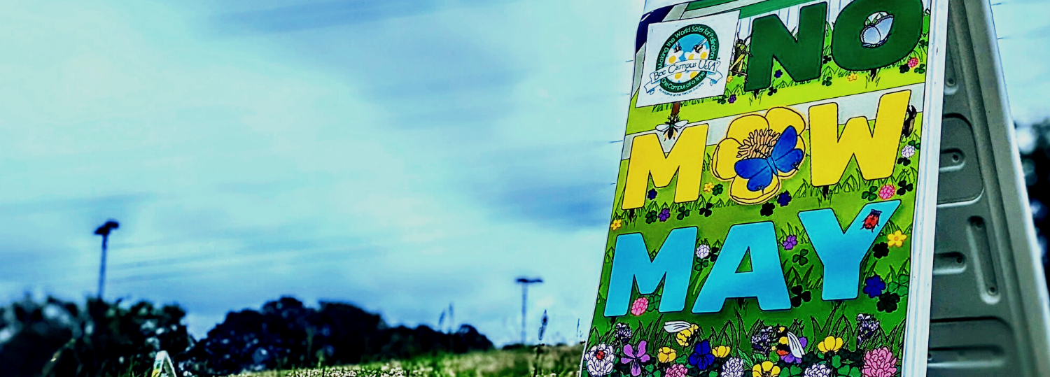 A large sign reading no mow may sits in a grassy field that is full of dandelions.