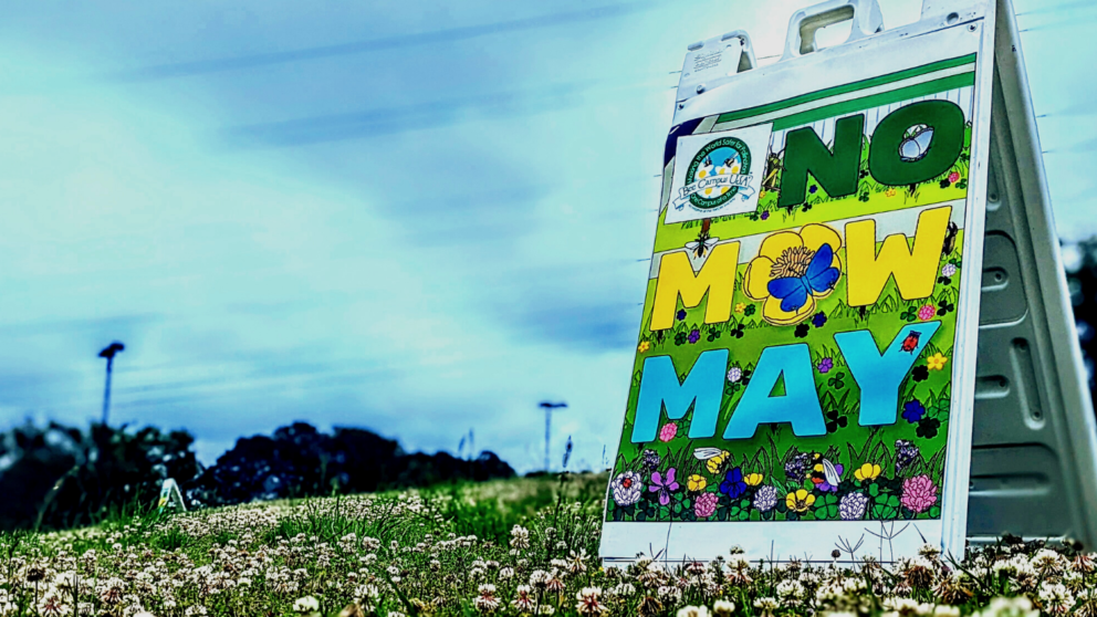 A large sign reading no mow may sits in a grassy field that is full of dandelions.