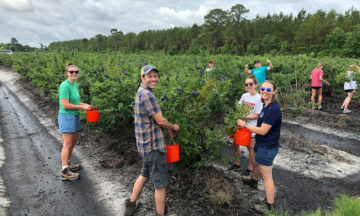 Blueberry gleaning at NC State Extension horticultural research station in Castle Hayne to benefit the Food Bank of Central and Eastern North Carolina in Wilmington