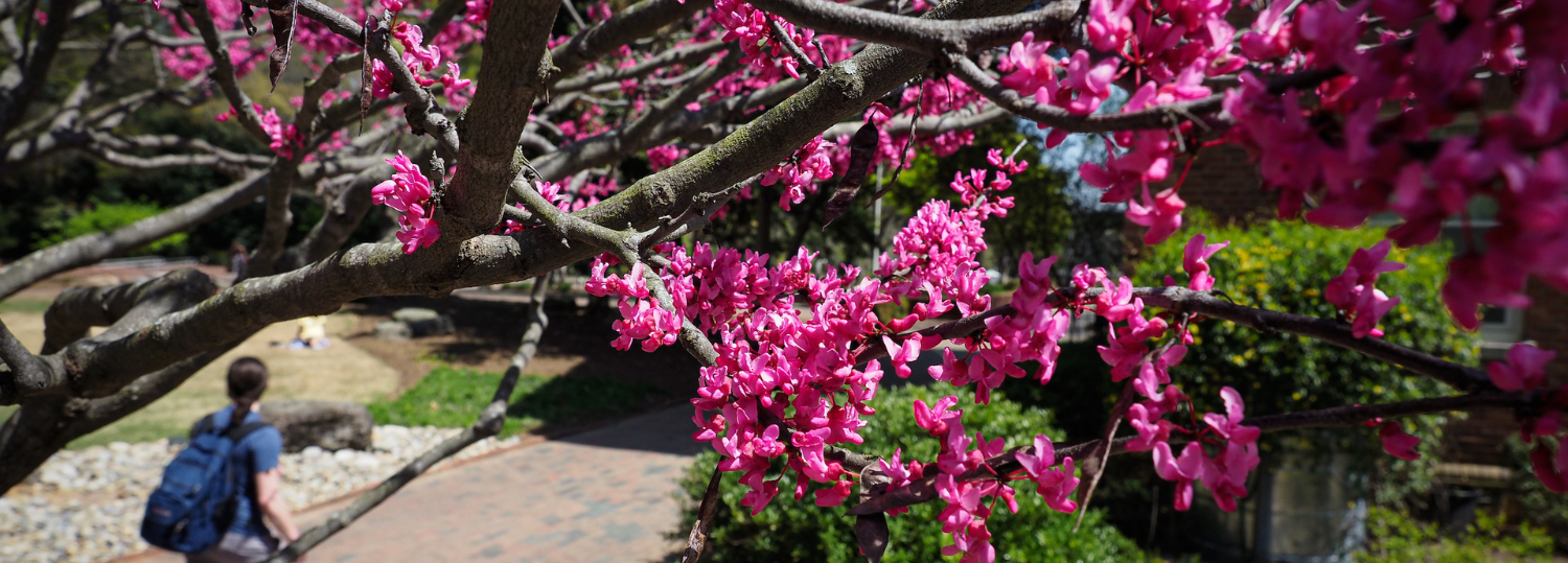 Students walk towards the Talley Student Union, framed by flowering trees during springtime.