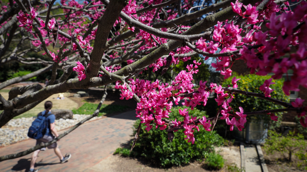 Students walk towards the Talley Student Union, framed by flowering trees during springtime.