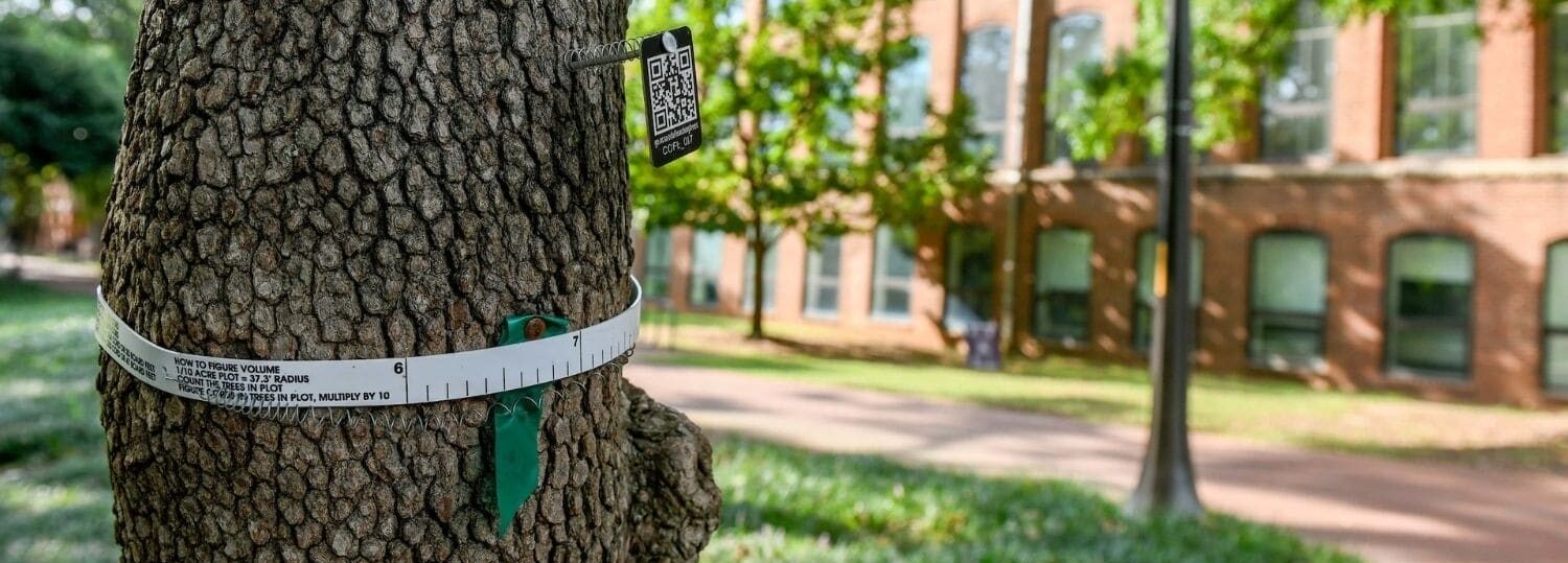 A tree marked with a tag is part of a citizen science project.