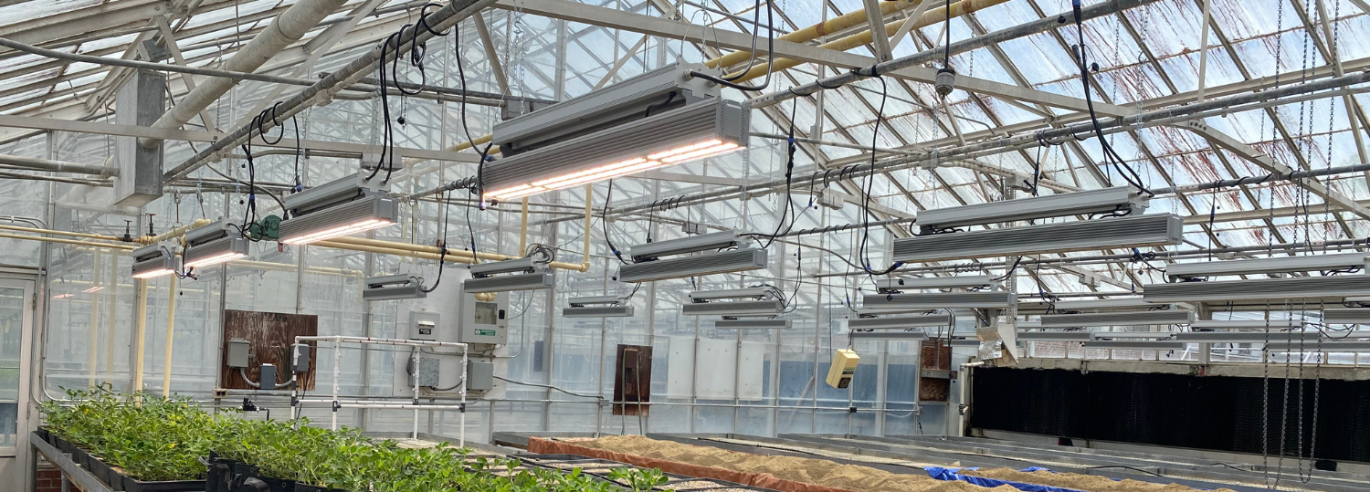 Interior view of greenhouse with new LED Hi-Top 530 HO grow lights