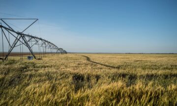 a long line of irrigation equipment stands in a field of grain under a blue sky