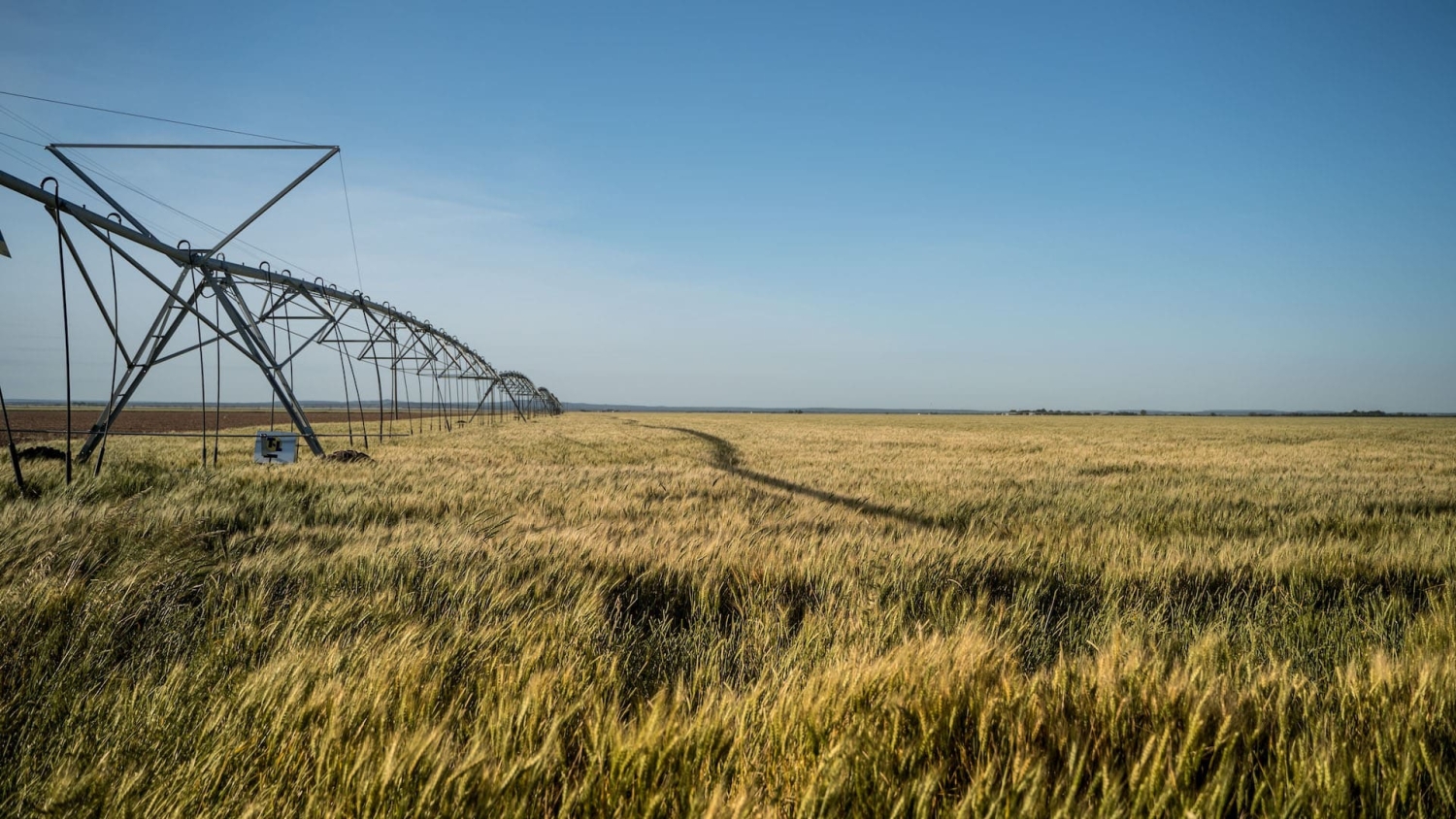 a long line of irrigation equipment stands in a field of grain under a blue sky