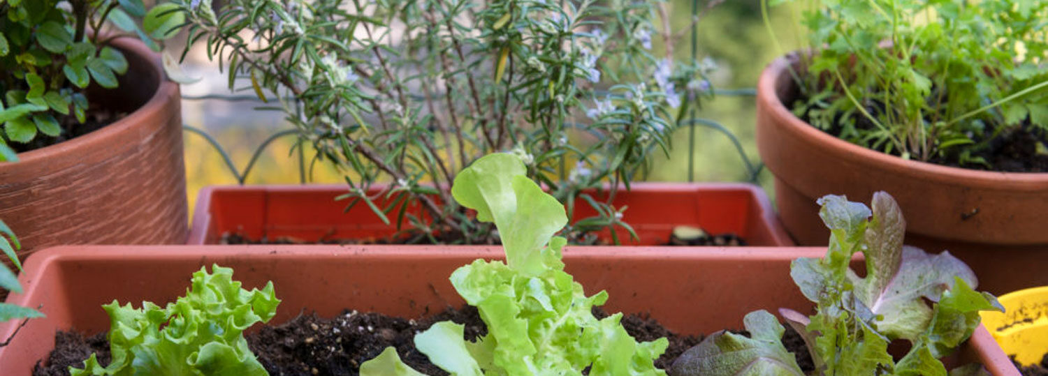 Lettuce leaves growing in a container garden