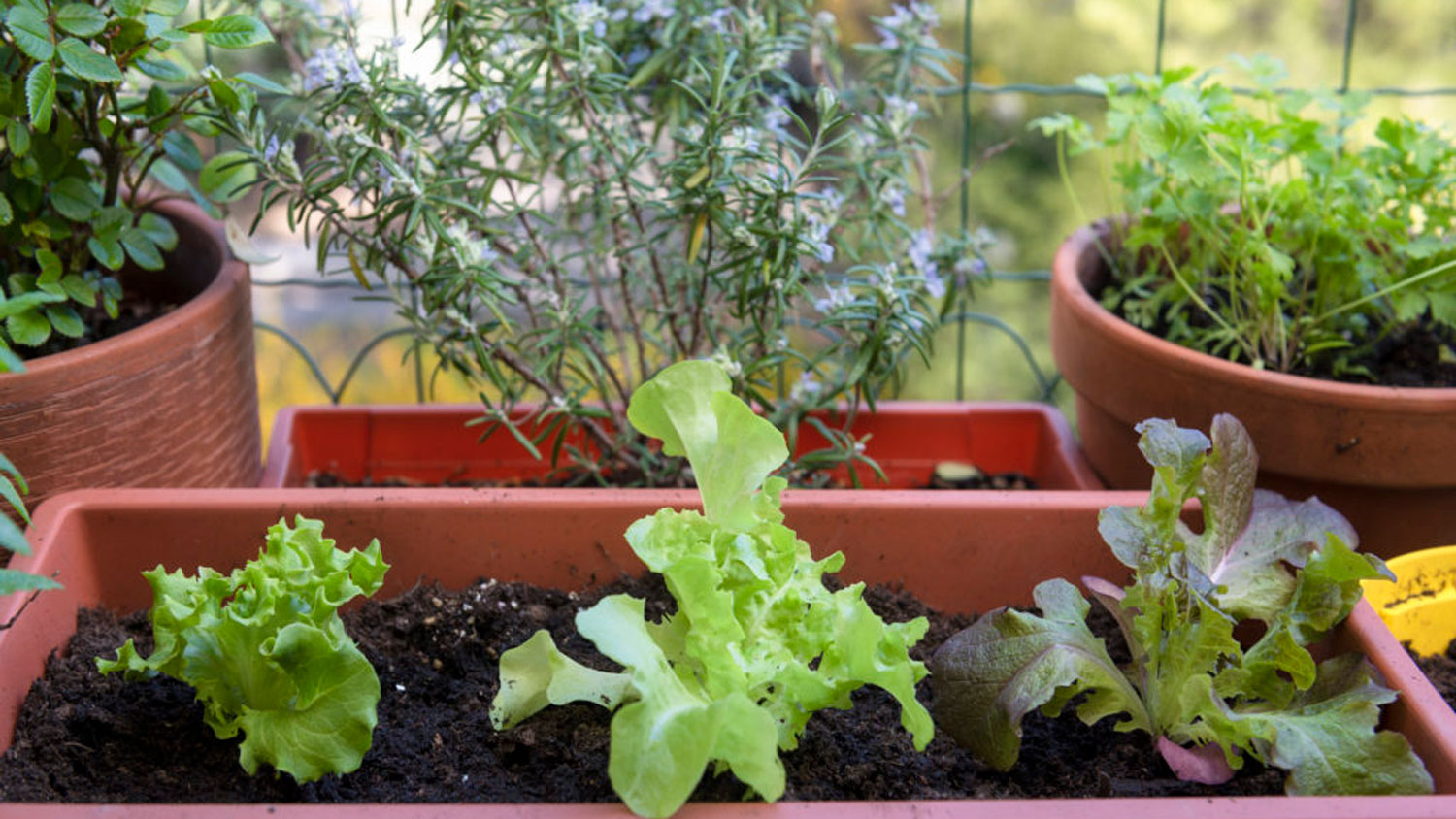 Lettuce leaves growing in a container garden