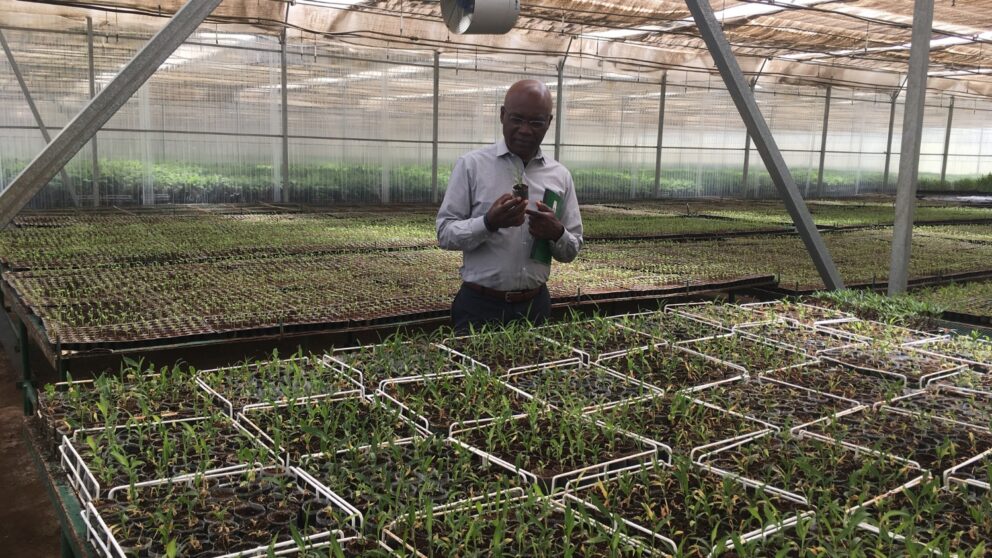 Sydney Seymour in a greenhouse at a biotech company in Ethiopia