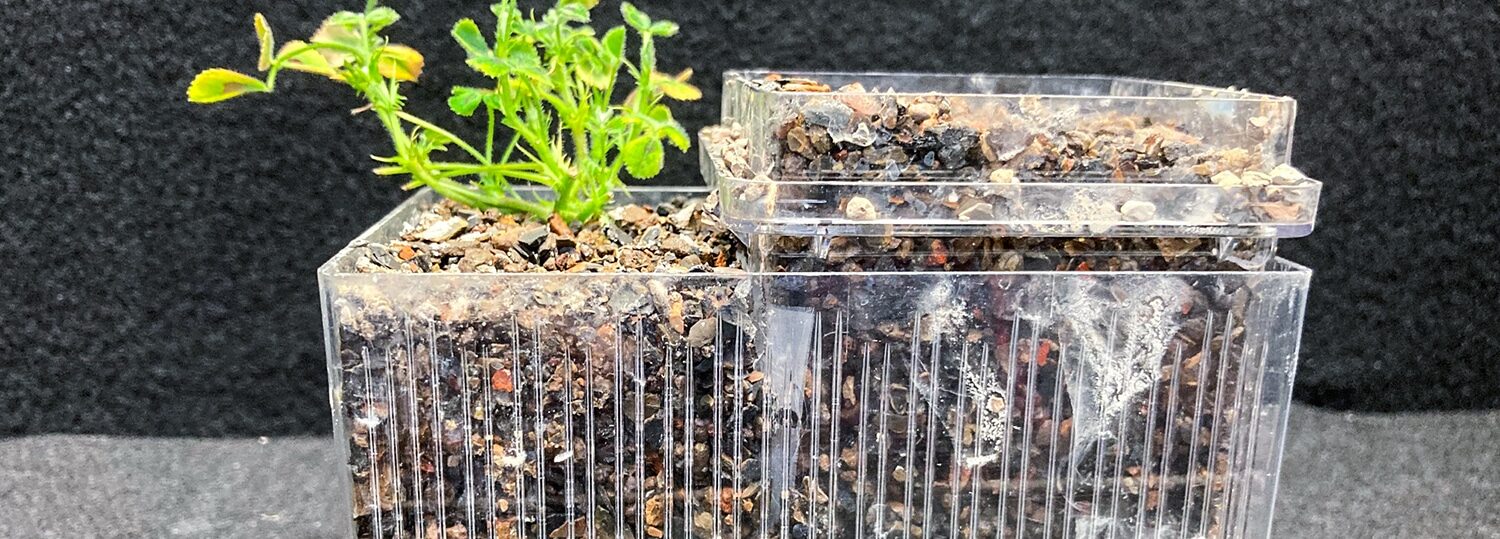 A small green plant grows out of of a clear, plastic container. The plant is on the left half of the container.