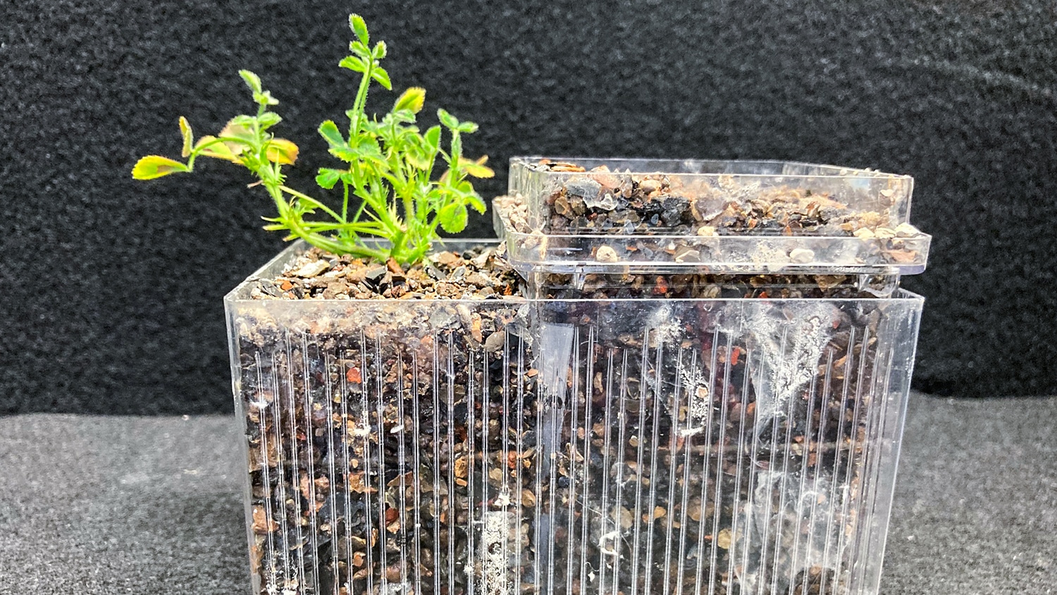 A small green plant grows out of of a clear, plastic container. The plant is on the left half of the container.