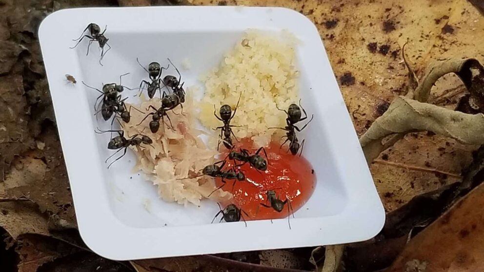 many ants swarm over a plastic plate containing different types of food. The plate is set on the ground, surrounded by leaves.