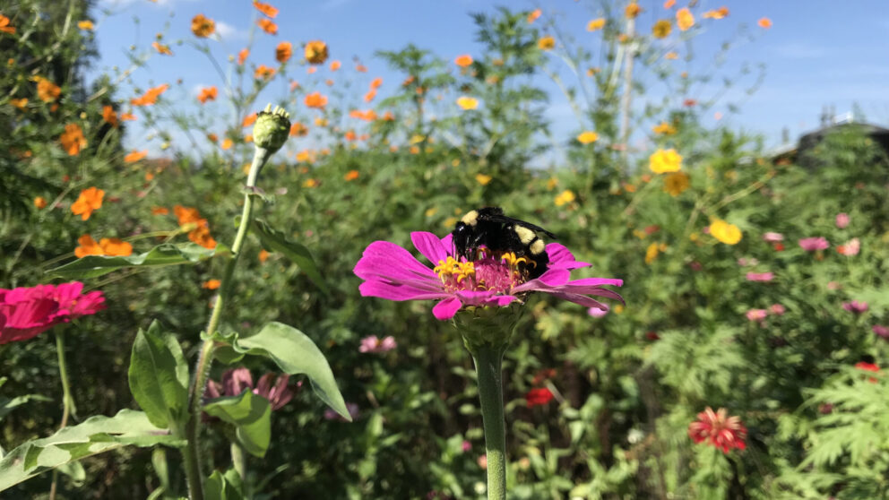 Queen bee on flower.