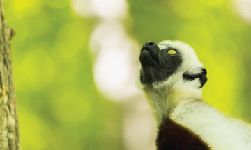 Up close image of a lemur looking up.