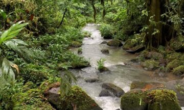 A stream in Costa Rica