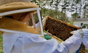 A beekeeper looks for a queen bee in a hive.