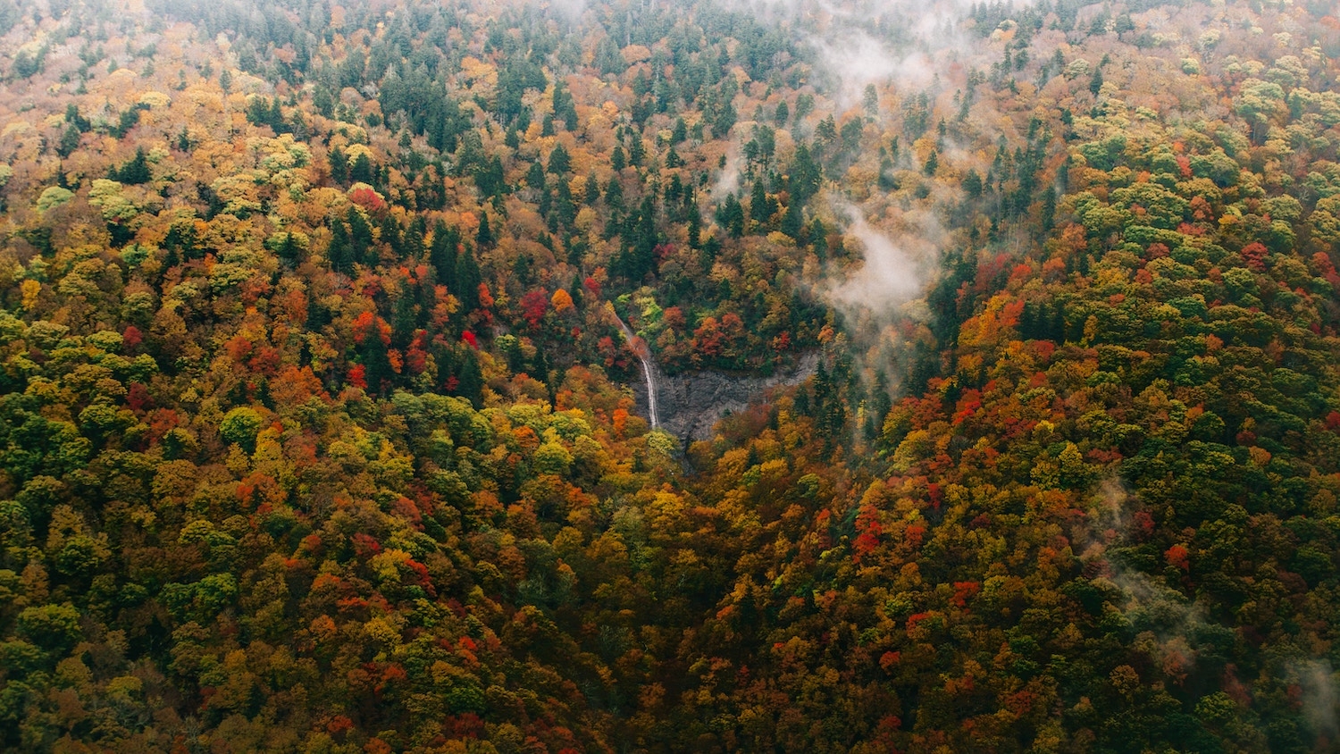 An aerial view of a forest in the fall.