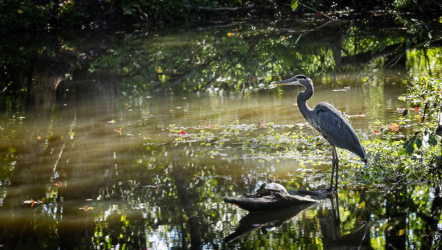 A blue heron waits for lunch in the marshland area next to Lake Raleigh on Centennial campus.