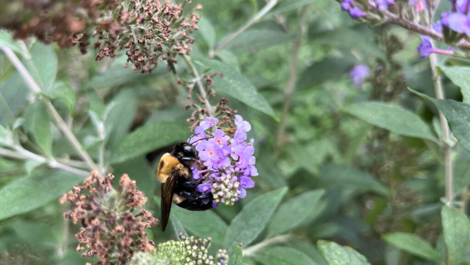 A carpenter bee foraging on Butterfly Bush flowers in a campus Pollinator Garden.