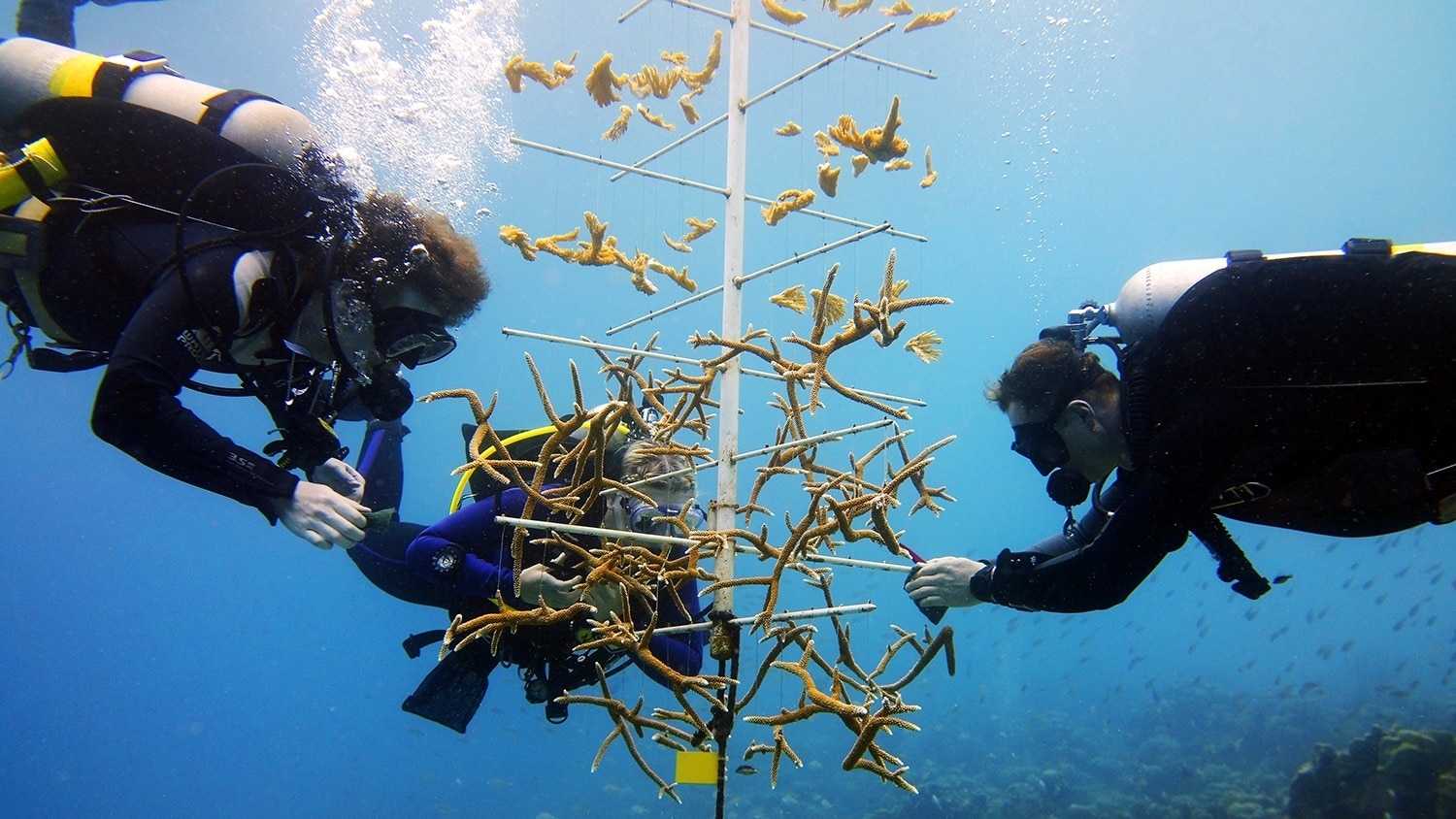 Three divers are underwater. One is reaching downward from the left, one is reaching downward from the right. The third diver is reaching outward from the center of the image, facing the camera between the two other divers. In the center is a metal pole with extending metal branches. Young coral in spiky formations of yellow, orange and brown is being hung by the divers.