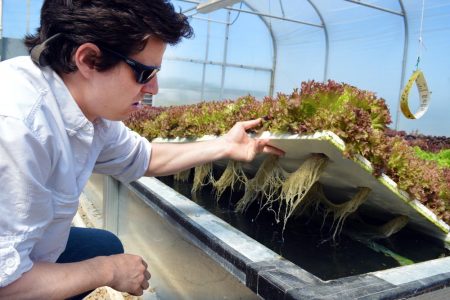 NC State alum and staff member Paul Begue shows the root structure of plants grown hydroponically in the university’s aquaponics demonstration facility off Lake Wheeler Road. Begue manages the greenhouse-based system, which will involve up to 6,000 fish supplying nutrients for a 7,000-gallon deep-bed hydroponics system growing lettuce and other leafy greens. Harvested plants are available for purchase at NC State’s weekly Campus Farmer’s Market and also by Raleigh-based Endless Sun Produce.