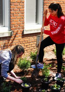 A class of University Honors students designed and planted a pollinator-friendly garden in the Honors Quad during the spring 2016 semester. Photo courtesy of Justin Hammond 