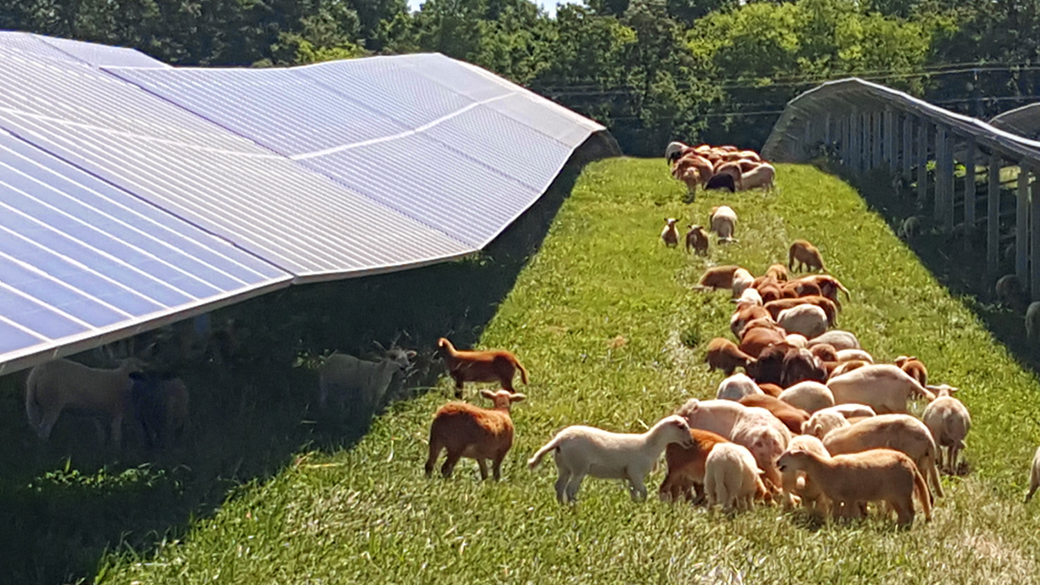 Sheep graze right beside a series of solar panels.