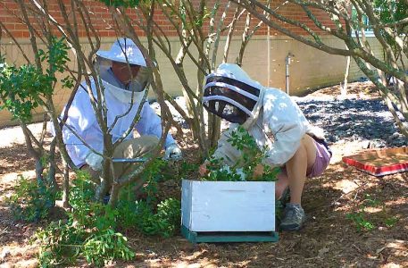 Steven Eisenberg, left, and Jennifer Keller place the wild bee swarm into a hive box for relocation to a sparsely-visited area of central campus along Rocky Branch Creek.