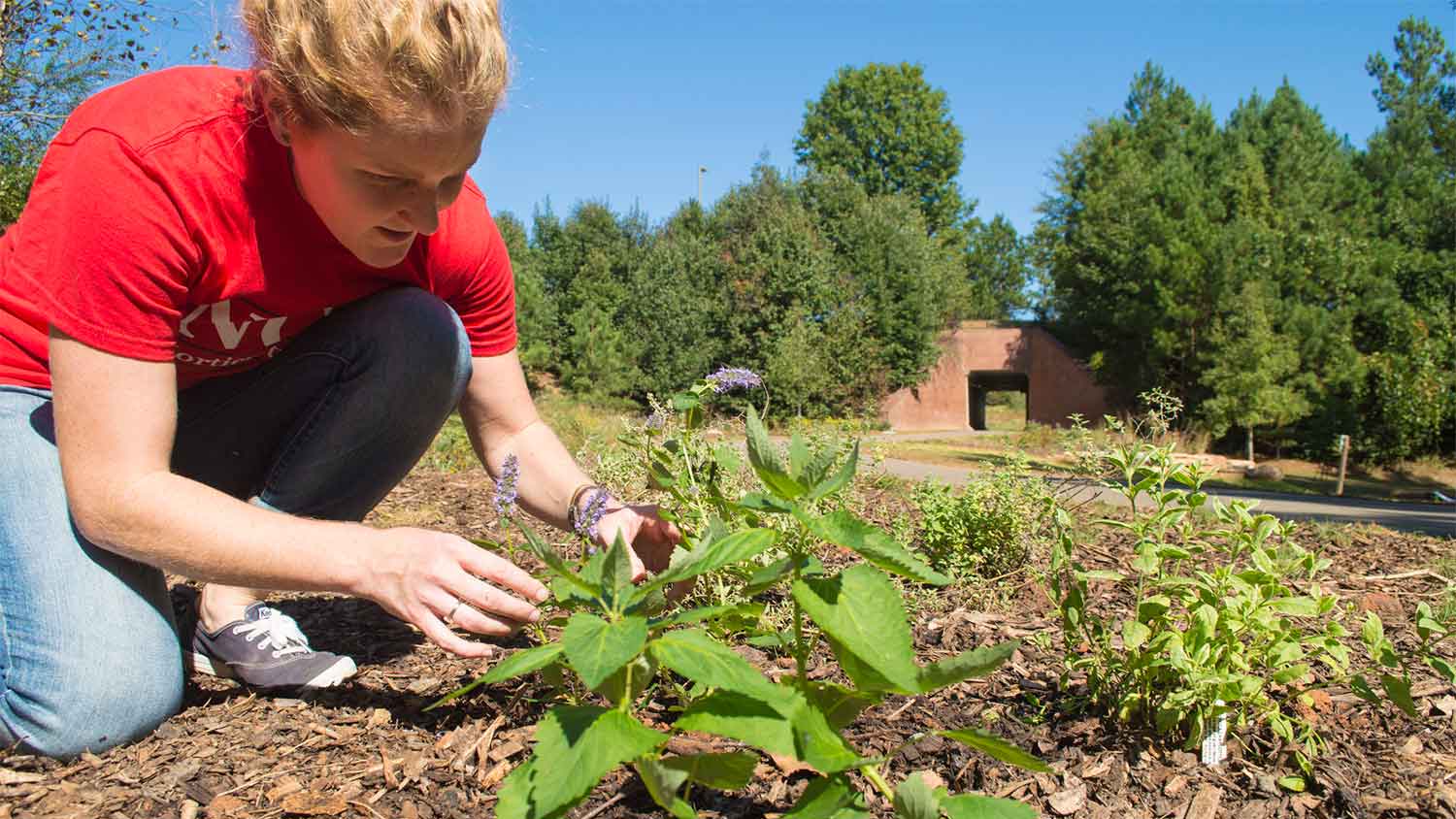 student kneels down next to pollinator plant outdoors