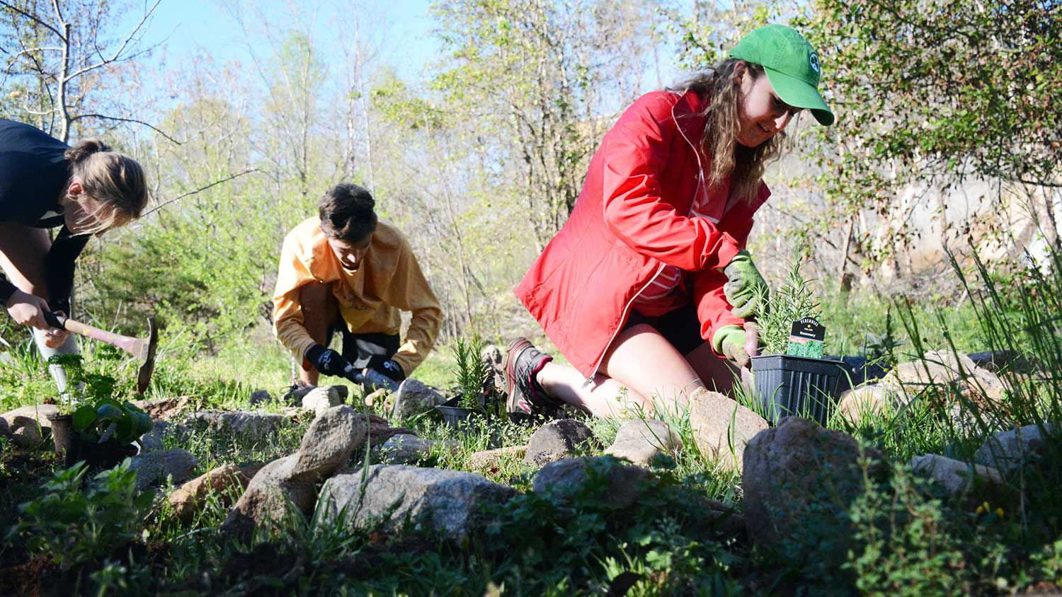 3 students are gardening on campus