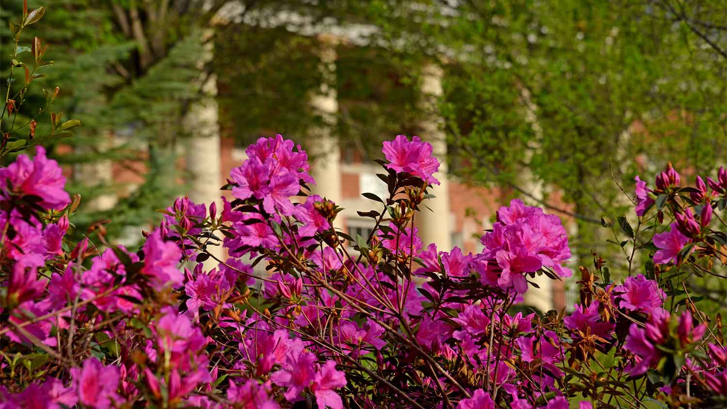 pink flowers in front of NC State campus building