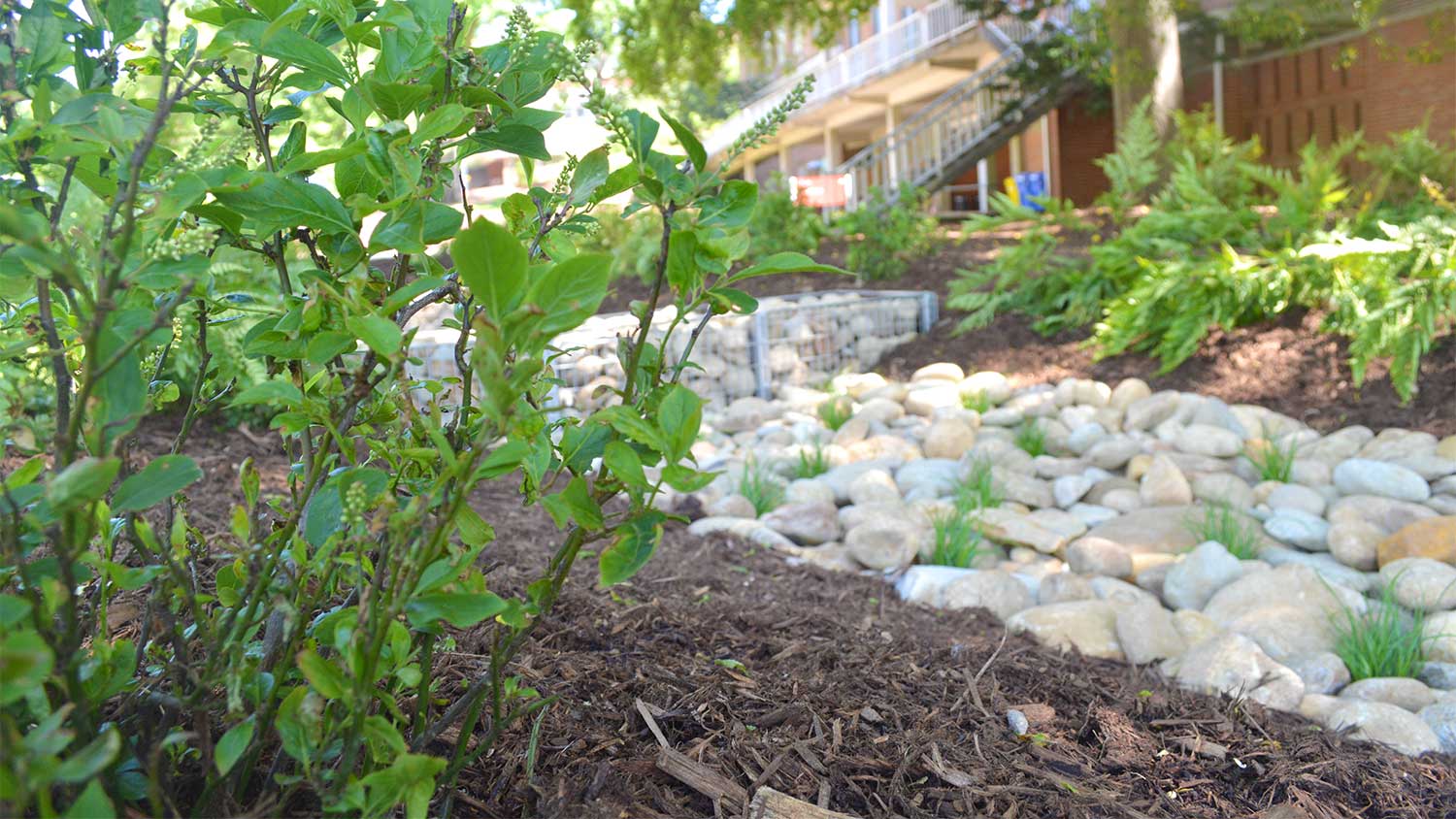 This new garden along Polk Hall is designed to manage stormwater runoff from the Brickyard.